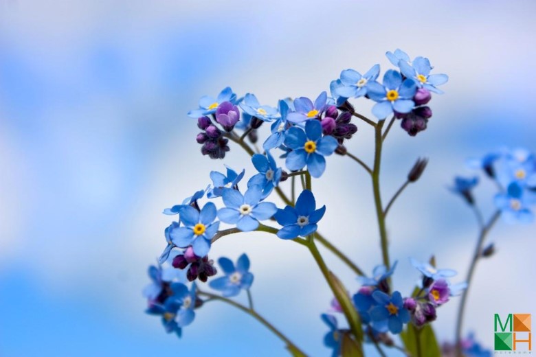 Tranh dán tường phòng ngủ đẹp tại Hà Nội FW - 017